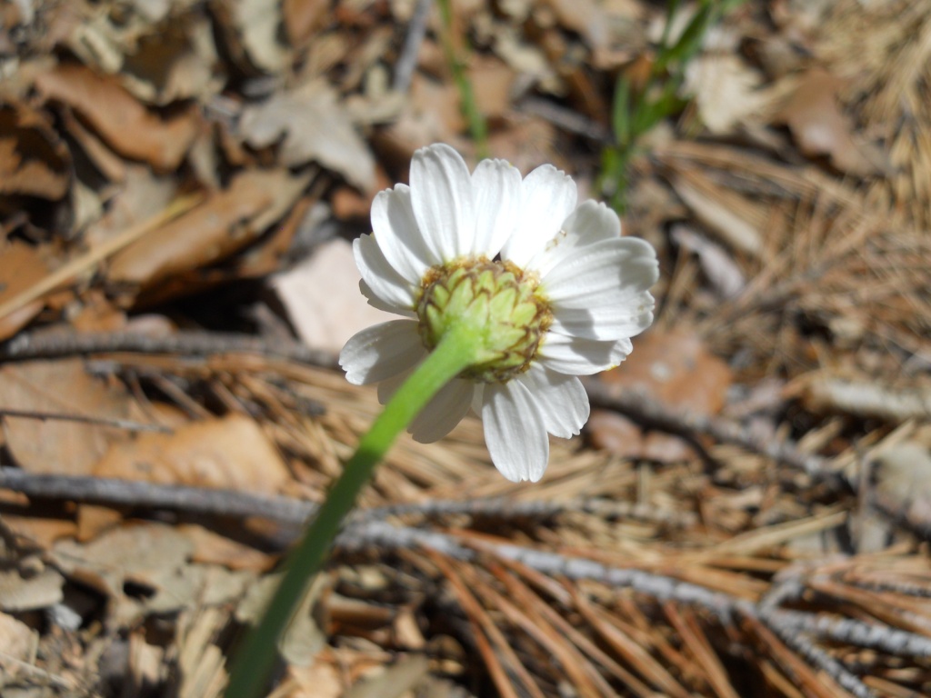 tipo margherita - cfr. Tanacetum corymbosum
